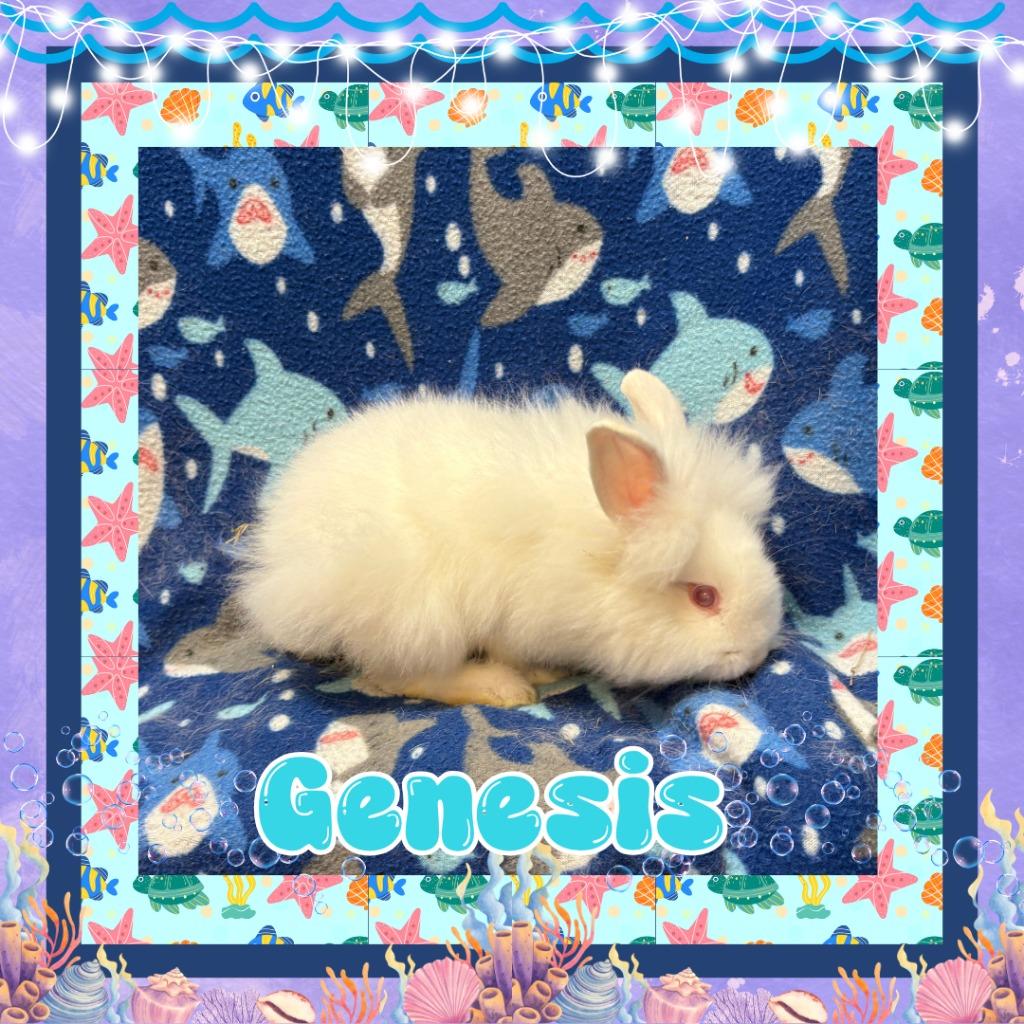 Genesis photo