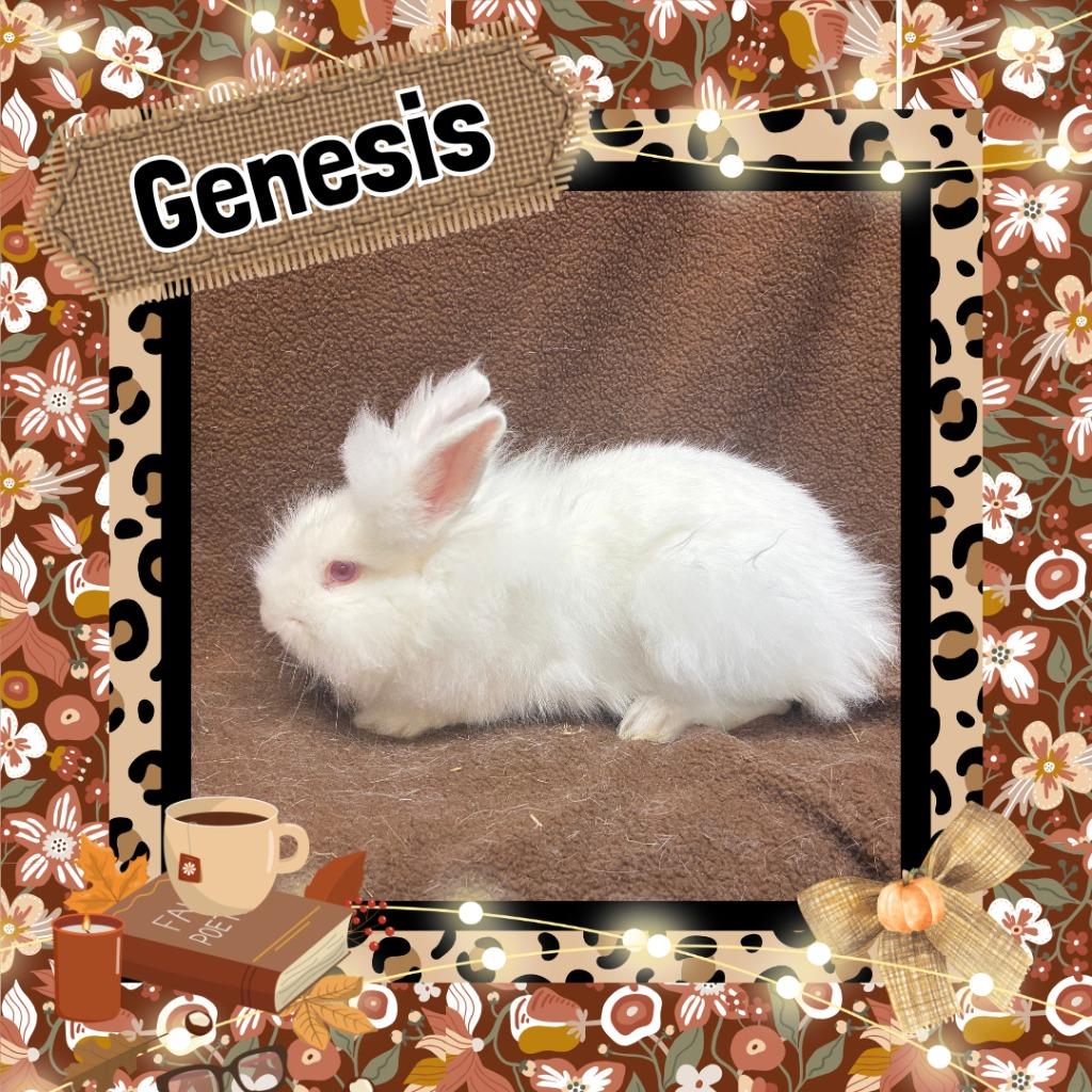 Enlarge Genesis, a Adoptable Lionhead in Elizabethtown, KY image 2/3