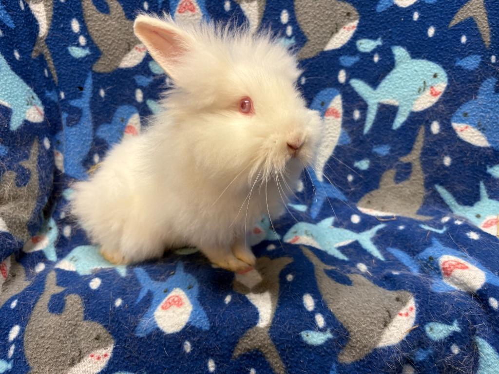Enlarge Genesis, a Adoptable Lionhead in Elizabethtown, KY image 3/3