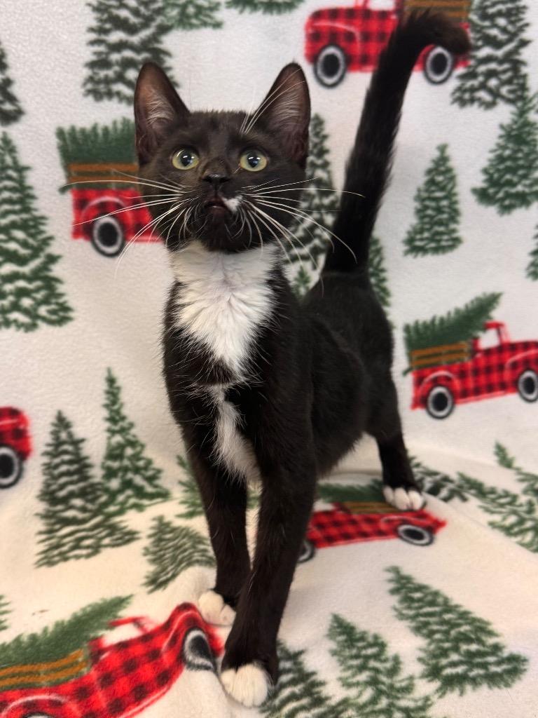 Rocco, Adoptable, Kitten Male Domestic Short Hair.