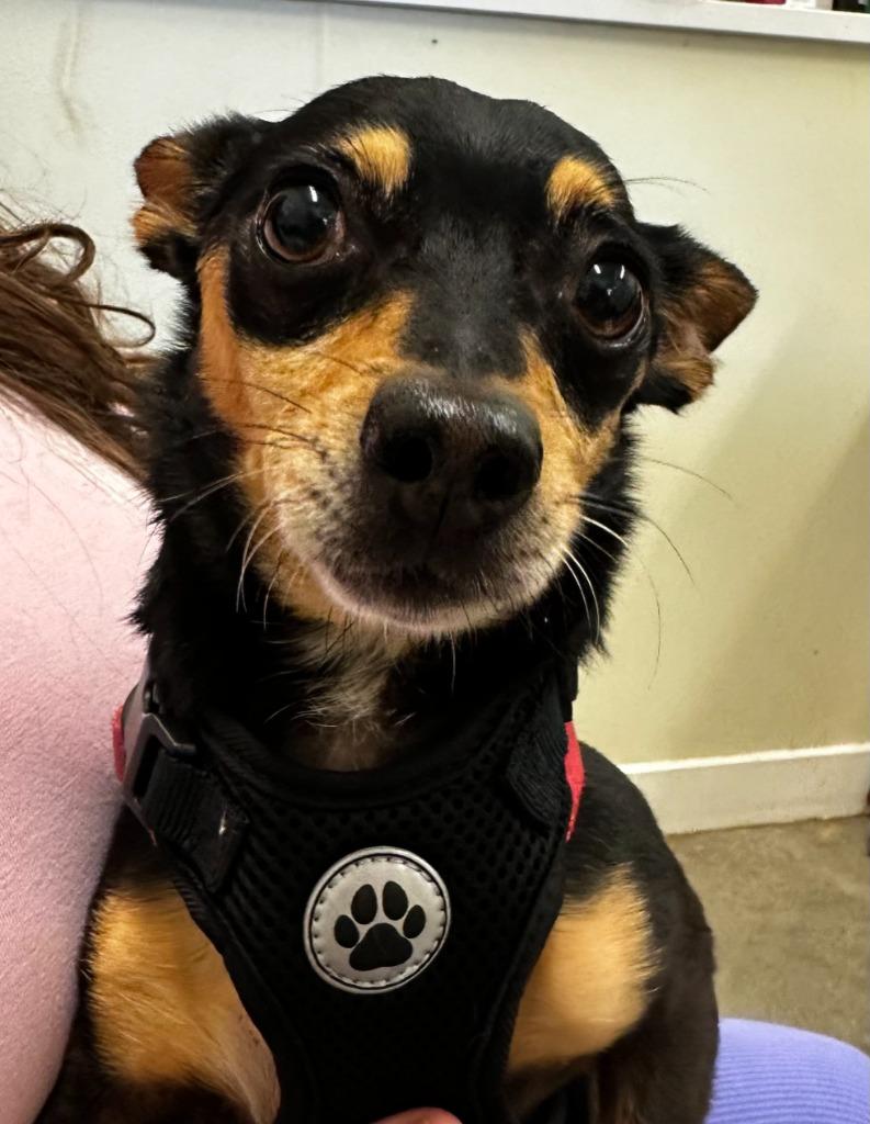 Bus, Adoptable, Adult Male Chihuahua.
