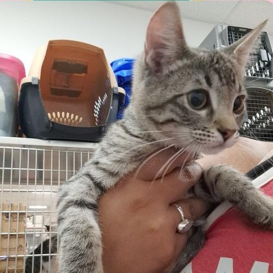 Shai, Adoptable, Young Male Domestic Short Hair.