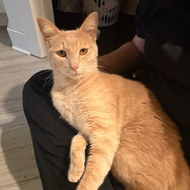 Enlarge Boston, a ADOPTABLE Domestic Short Hair in Sandy Springs, GA image 1/1