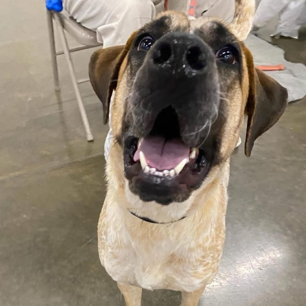Enlarge Cookie Dough, a Adoptable mixed breed in Little Rock, AR image 1/6