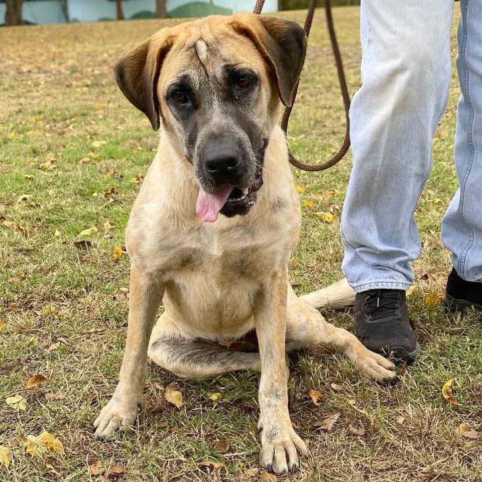 Cookie Dough, Adoptable, Adult Female Hound & Cattle Dog.