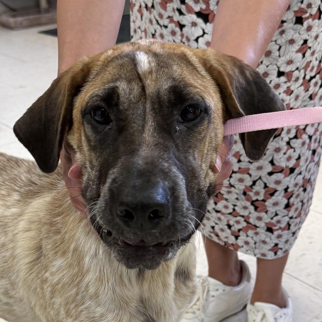 Enlarge Cookie Dough, a Adoptable mixed breed in Little Rock, AR image 4/6