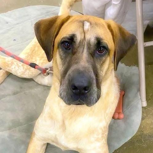 Enlarge Cookie Dough, a Adoptable mixed breed in Little Rock, AR image 6/6