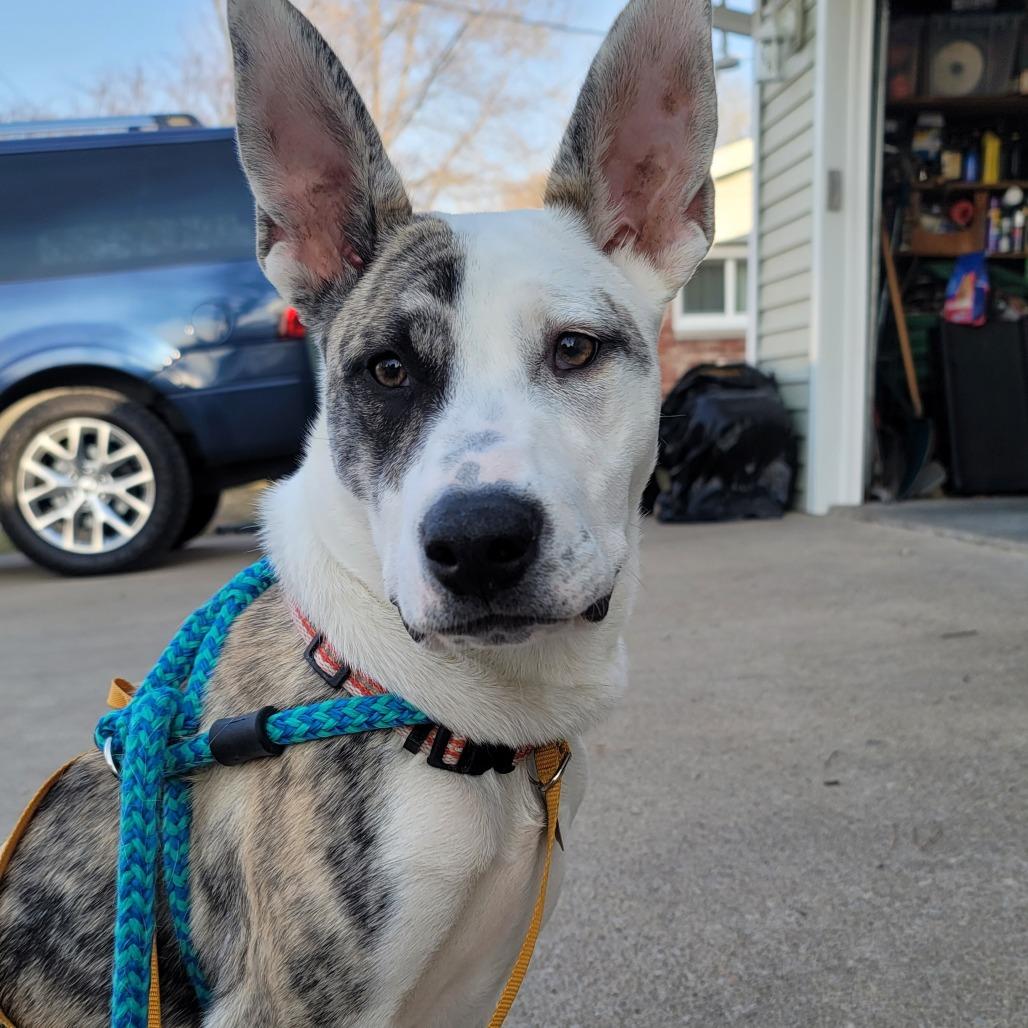 Enlarge Blossom, a ADOPTABLE mixed breed in Columbia, MO image 1/3
