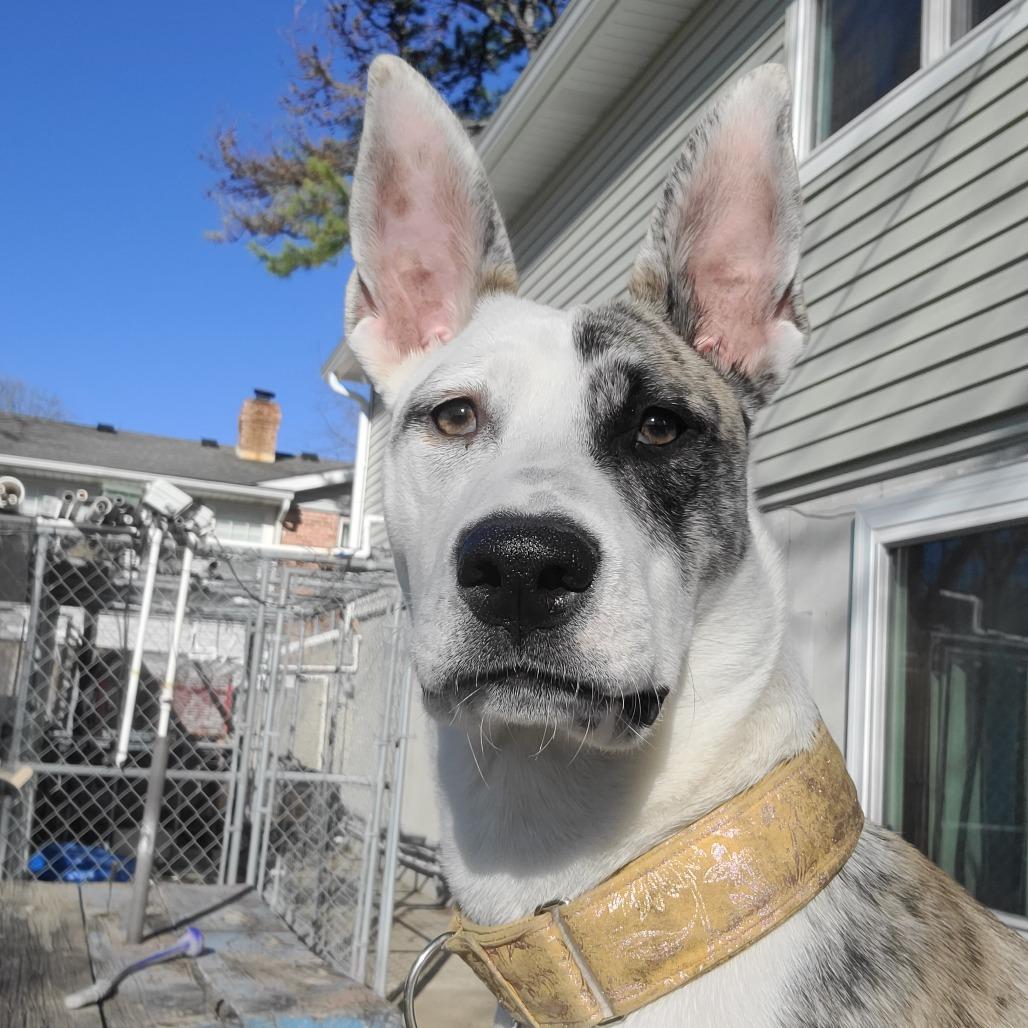 Enlarge Blossom, a ADOPTABLE mixed breed in Columbia, MO image 3/3