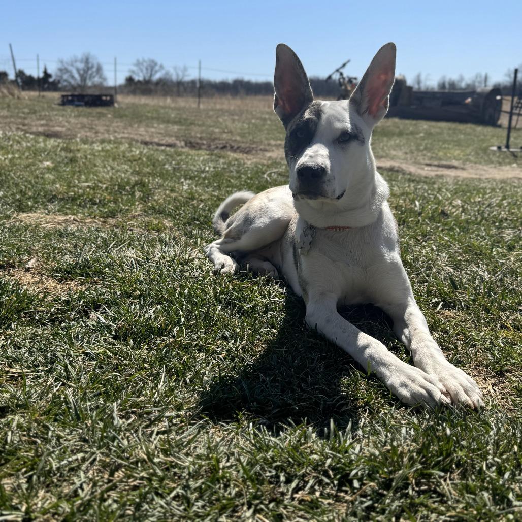 Enlarge Blossom, a ADOPTABLE mixed breed in Columbia, MO image 2/3