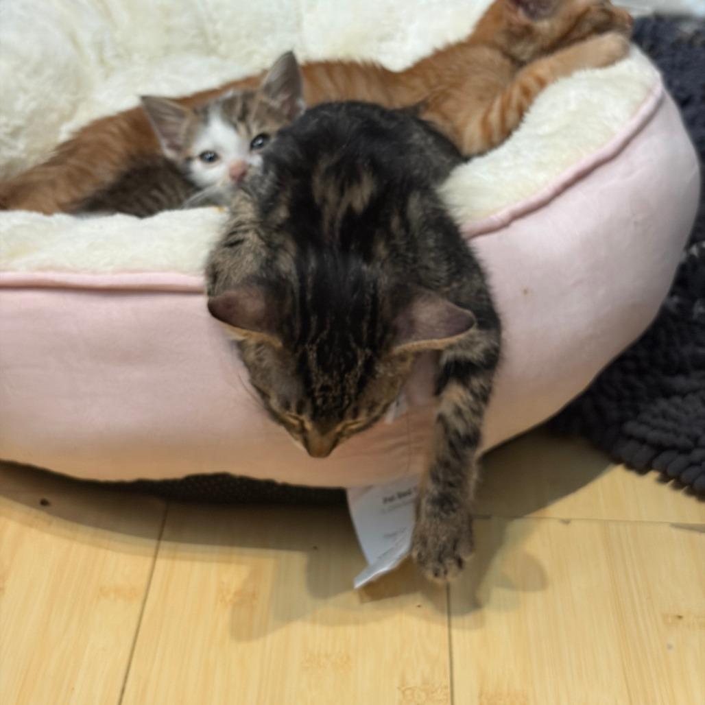Earl Grey, a Adoptable Domestic Short Hair in Pleasanton, CA image 1/4