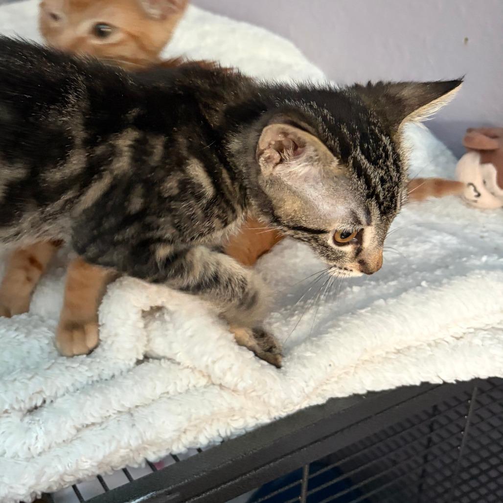 Earl Grey, a Adoptable Domestic Short Hair in Pleasanton, CA image 2/4