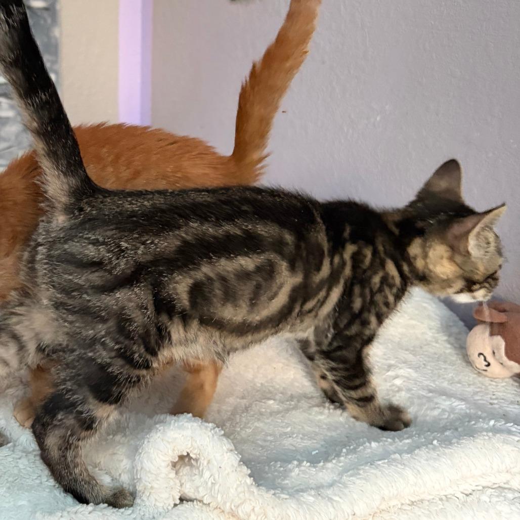 Earl Grey, a Adoptable Domestic Short Hair in Pleasanton, CA image 3/4