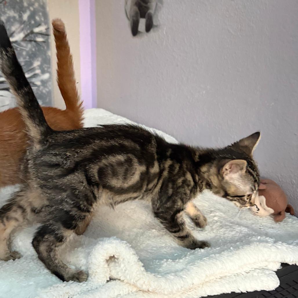 Earl Grey, a Adoptable Domestic Short Hair in Pleasanton, CA image 4/4