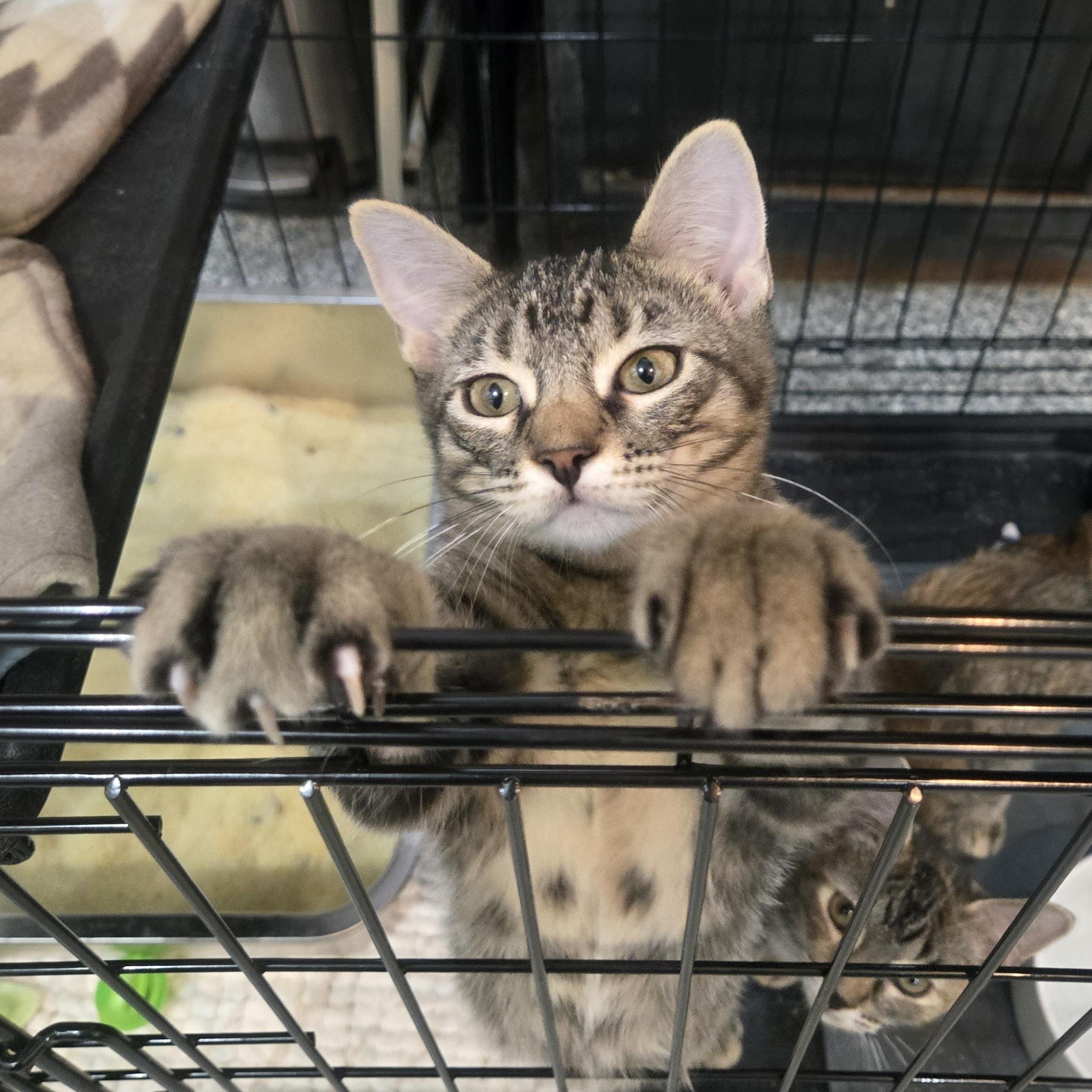 Enlarge Mulberry, a Adoptable Domestic Short Hair in Reeseville, WI image 2/4