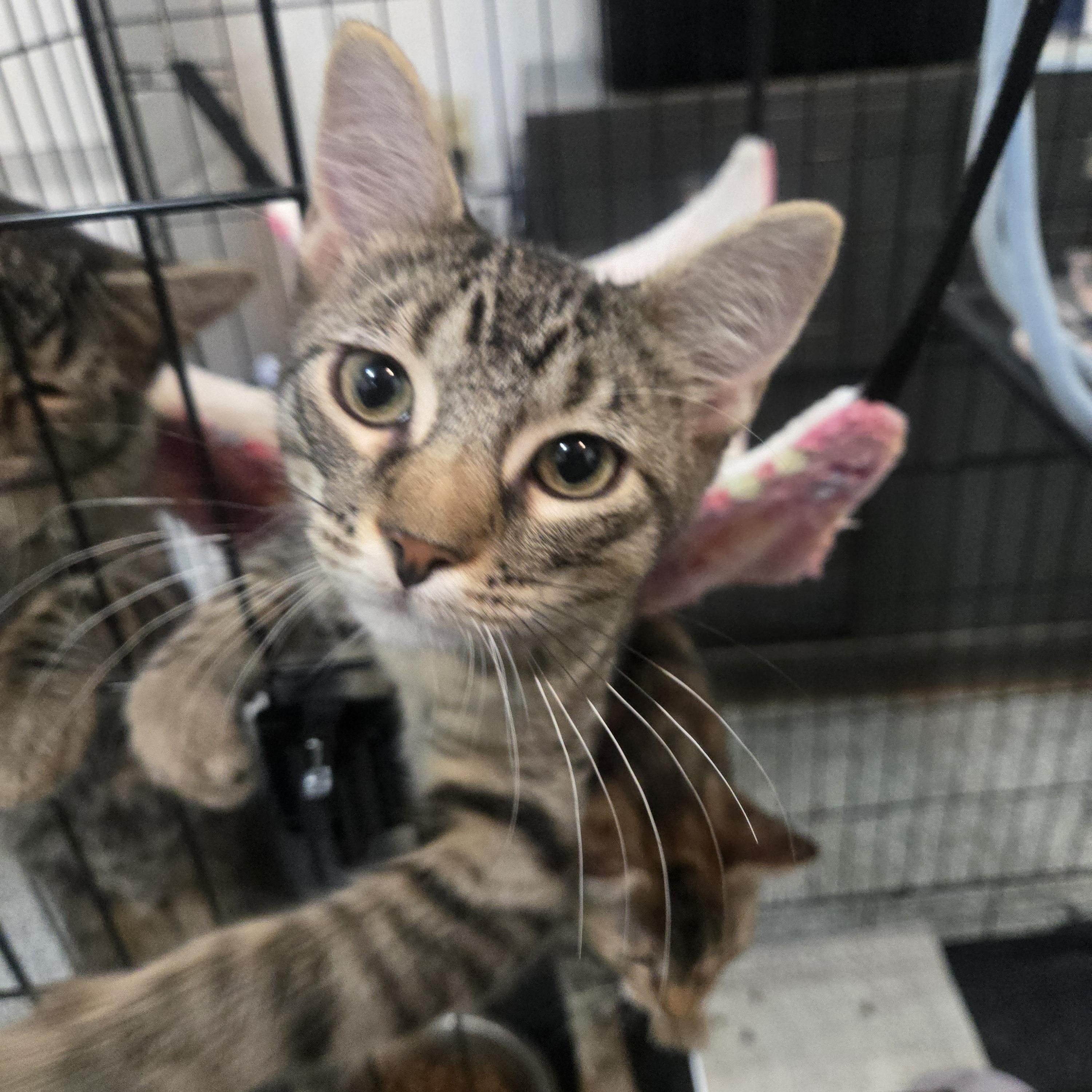 Mulberry, Adoptable, Kitten Female Domestic Short Hair.