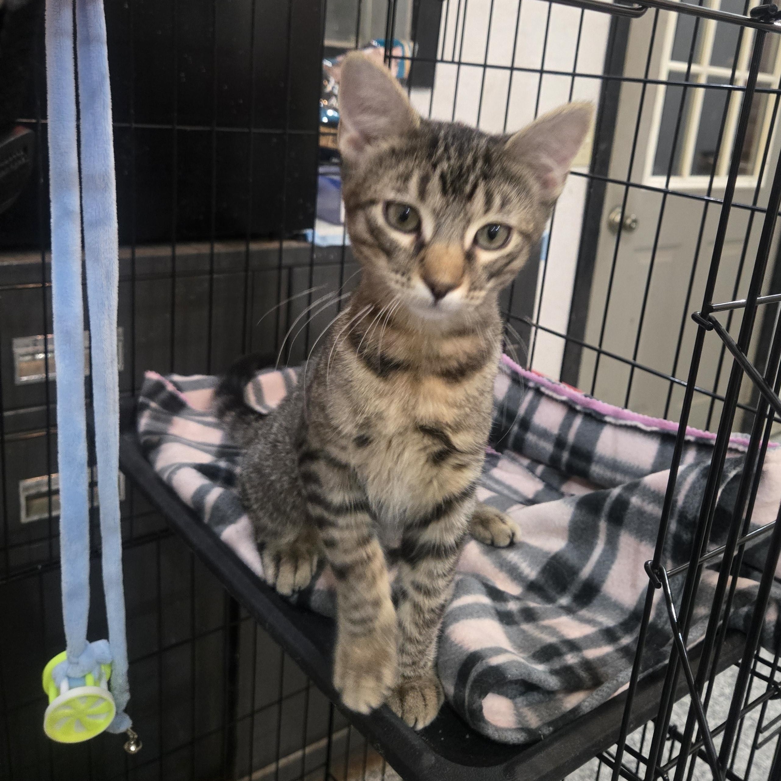 Enlarge Mulberry, a Adoptable Domestic Short Hair in Reeseville, WI image 3/4