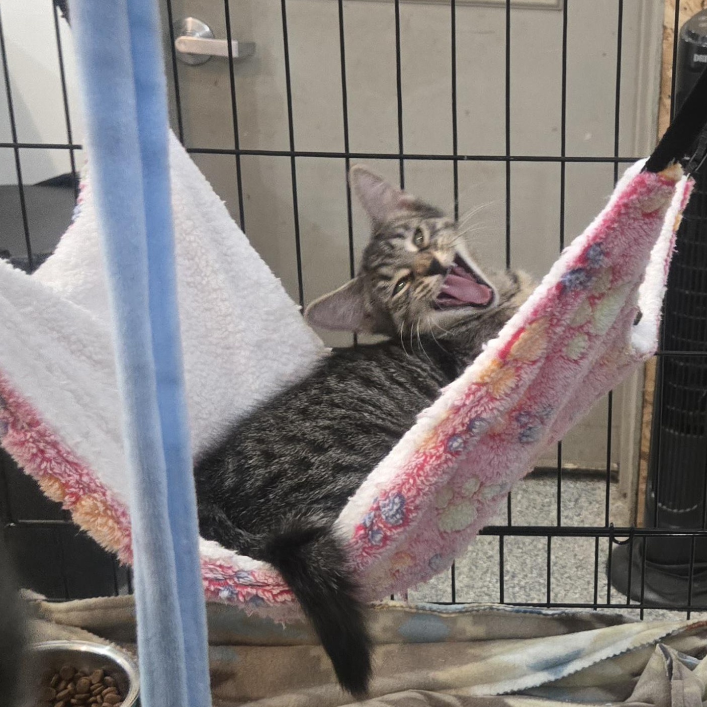 Enlarge Mulberry, a Adoptable Domestic Short Hair in Reeseville, WI image 4/4