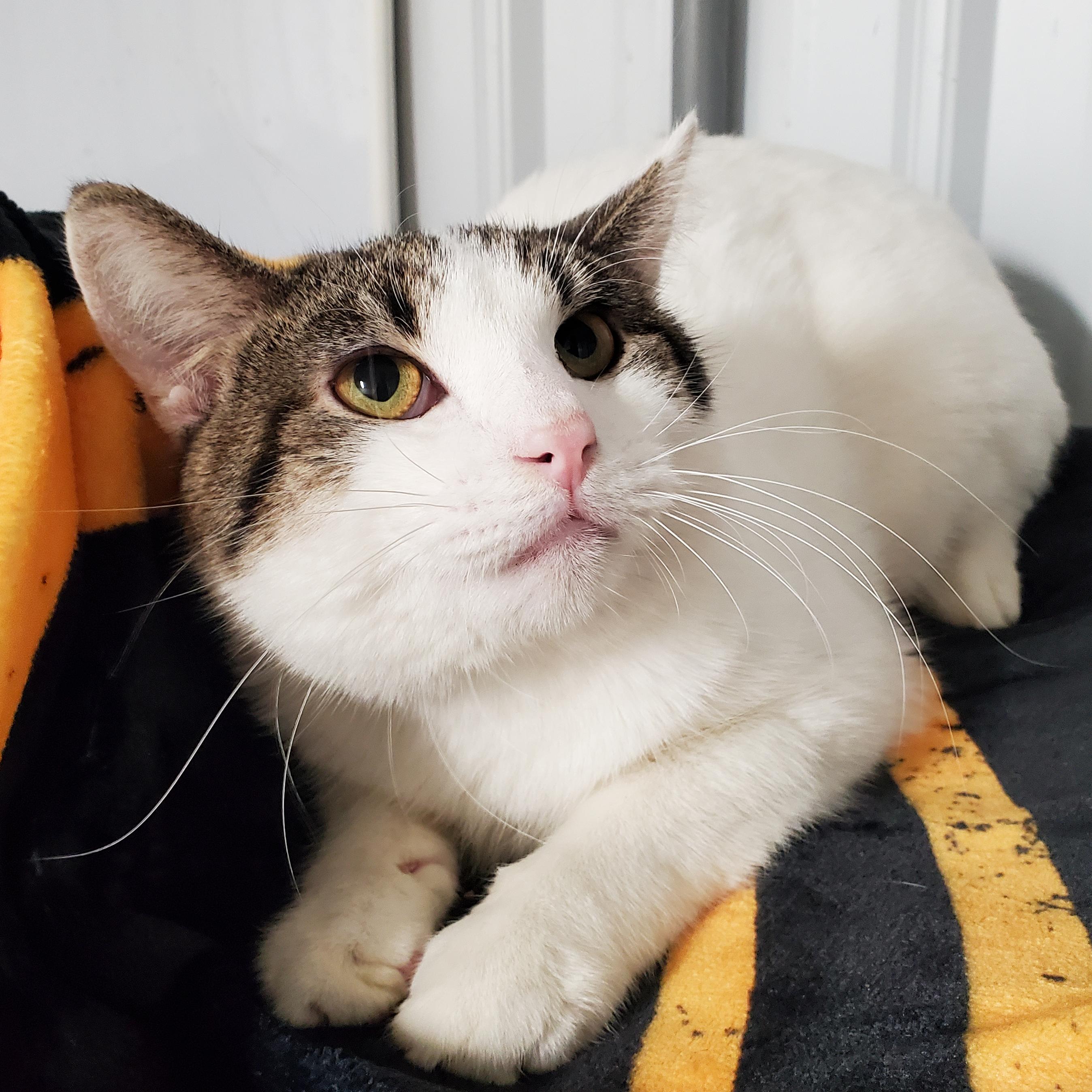 Harvey, Adoptable, Young Male Domestic Short Hair.