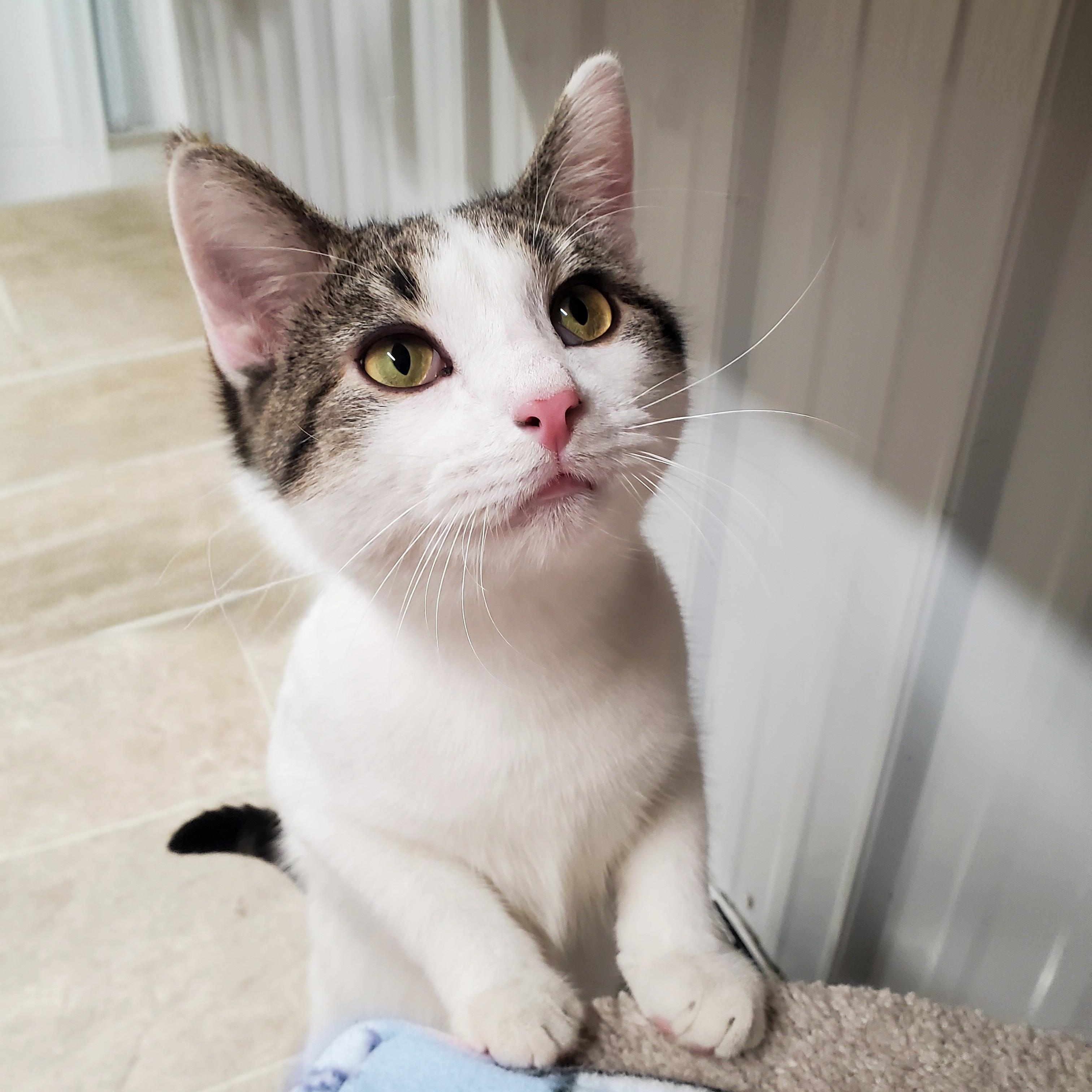 Harvey, Adoptable, Young Male Domestic Short Hair.