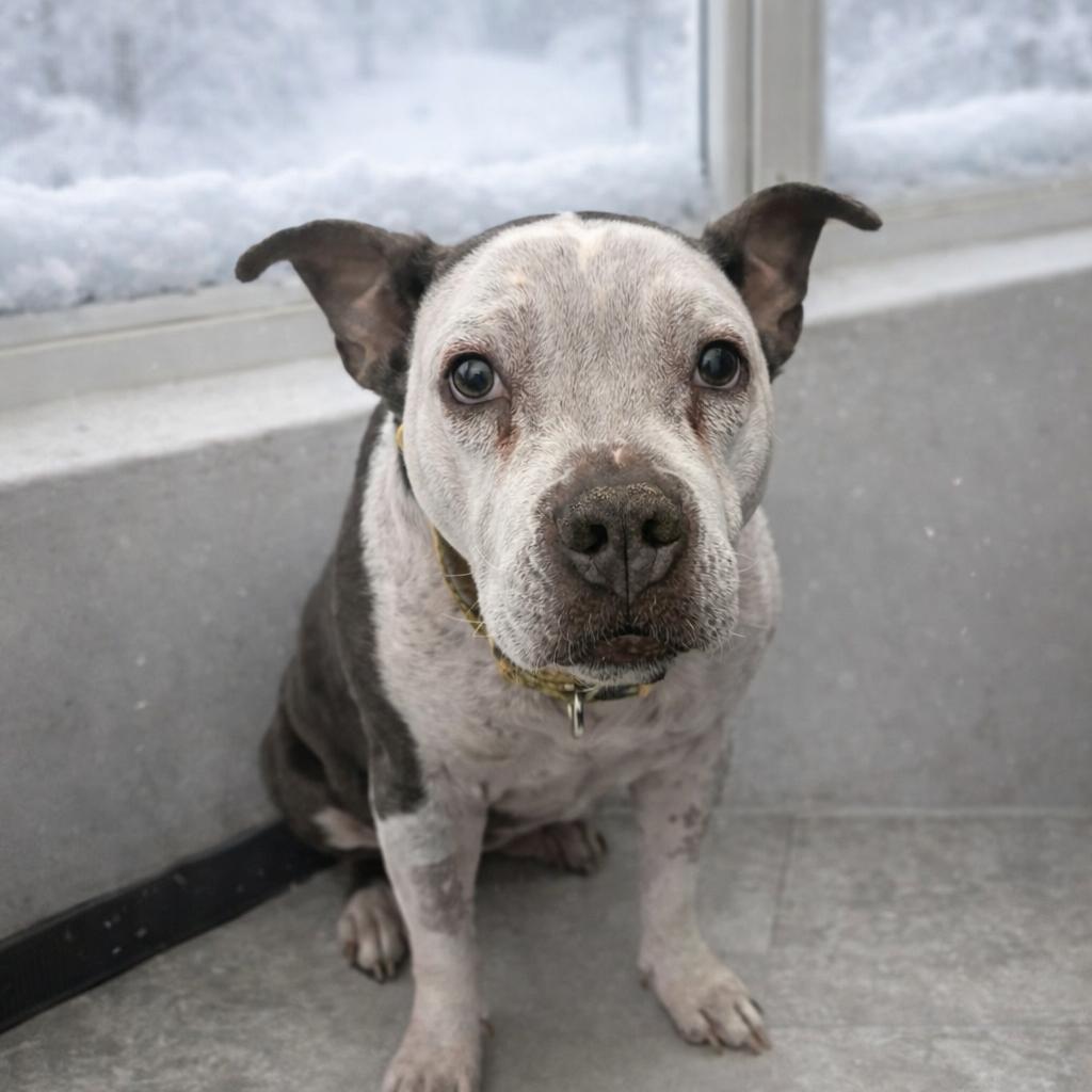Angel, Adoptable, Senior Female English Bulldog & American Staffordshire Terrier.