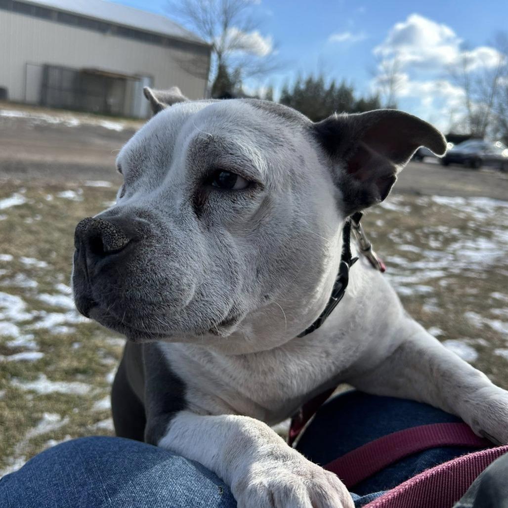 Angel, a Adoptable mixed breed in Quakertown, PA image 2/6