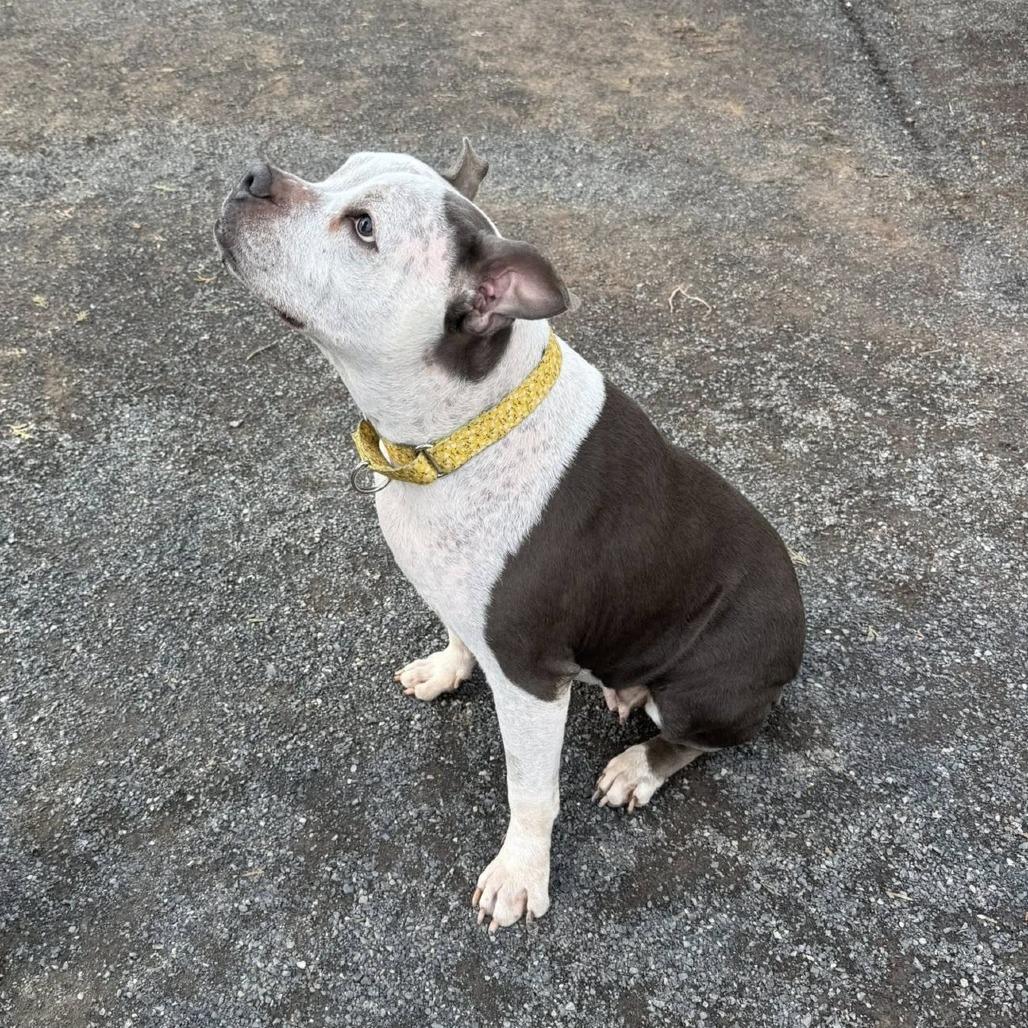 Angel, a Adoptable mixed breed in Quakertown, PA image 3/6