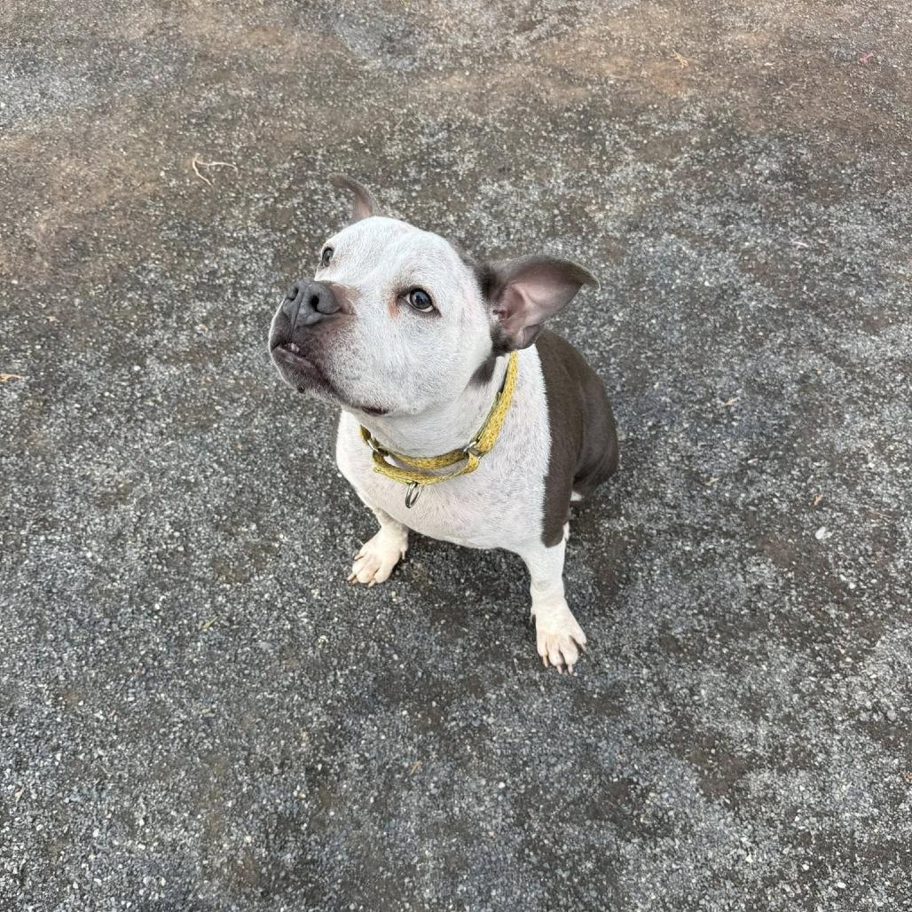 Angel, a Adoptable mixed breed in Quakertown, PA image 4/6