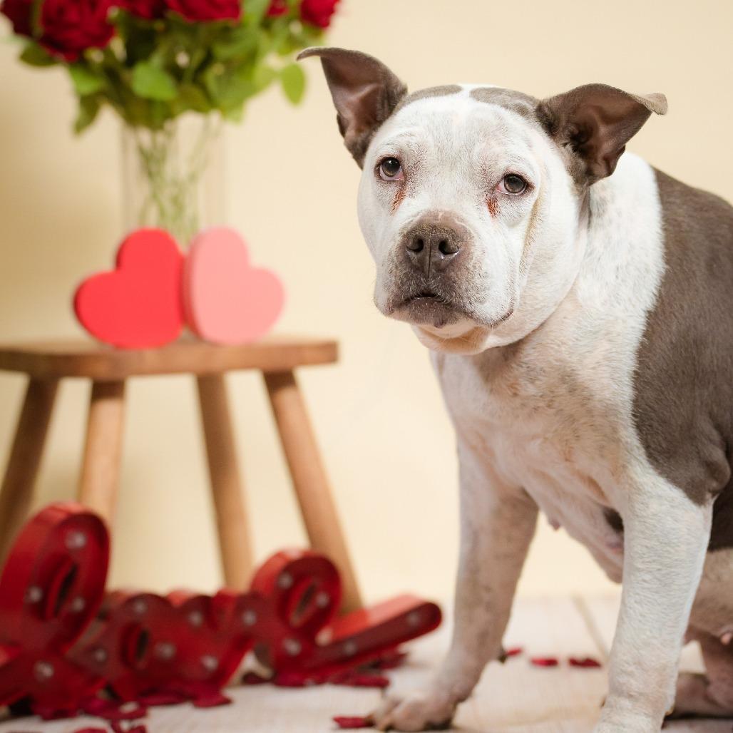 Angel, a Adoptable mixed breed in Quakertown, PA image 6/6