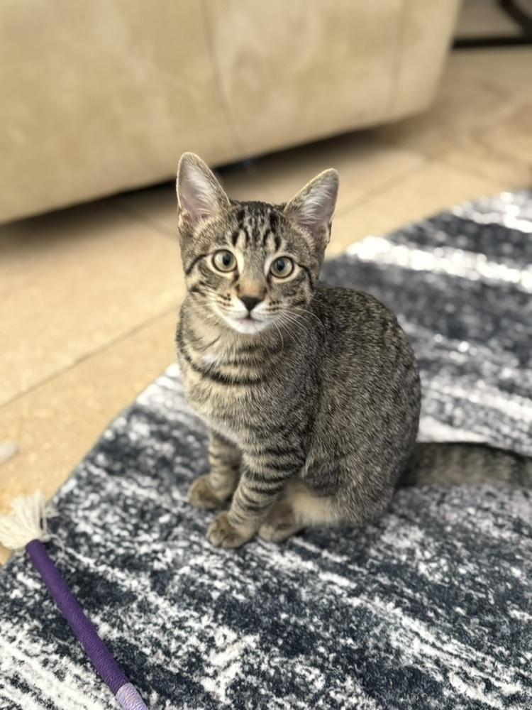 Camden, Adoptable, Kitten Female Domestic Short Hair.