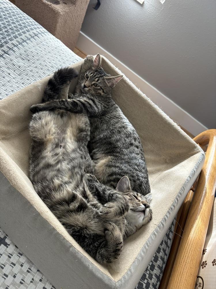 Enlarge Camden, a Adoptable Domestic Short Hair in Lafayette, CO image 3/5