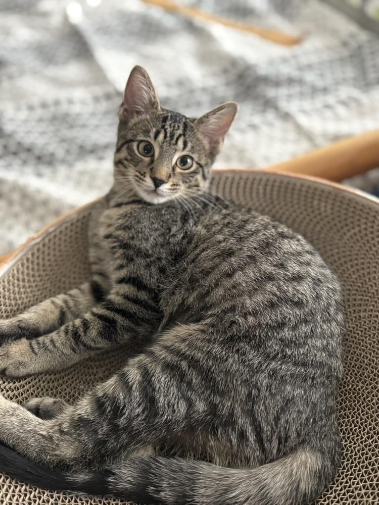 Enlarge Camden, a Adoptable Domestic Short Hair in Lafayette, CO image 5/5