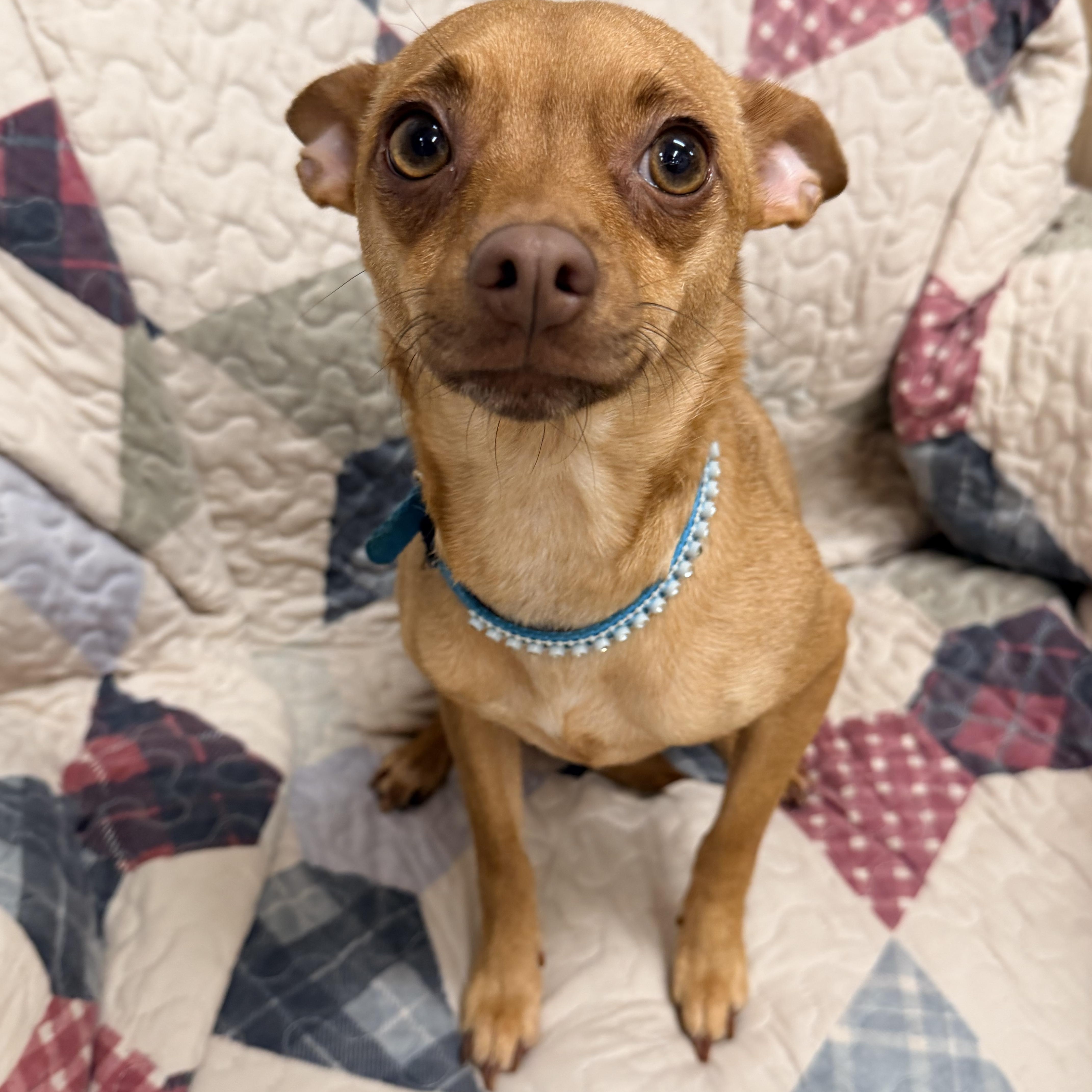 Tinker, adopted, Young Female Chihuahua & Miniature Pinscher.