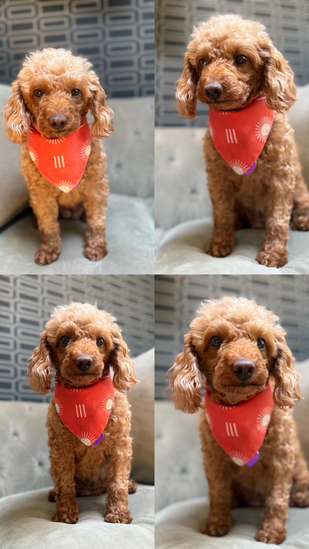 Enlarge Sheila the Little Lady, a ADOPTABLE Poodle (Toy) in Somerset, NJ image 1/2