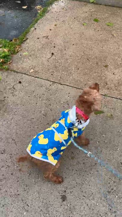 Enlarge Sheila the Little Lady, a ADOPTABLE Poodle (Toy) in Somerset, NJ video 2/2