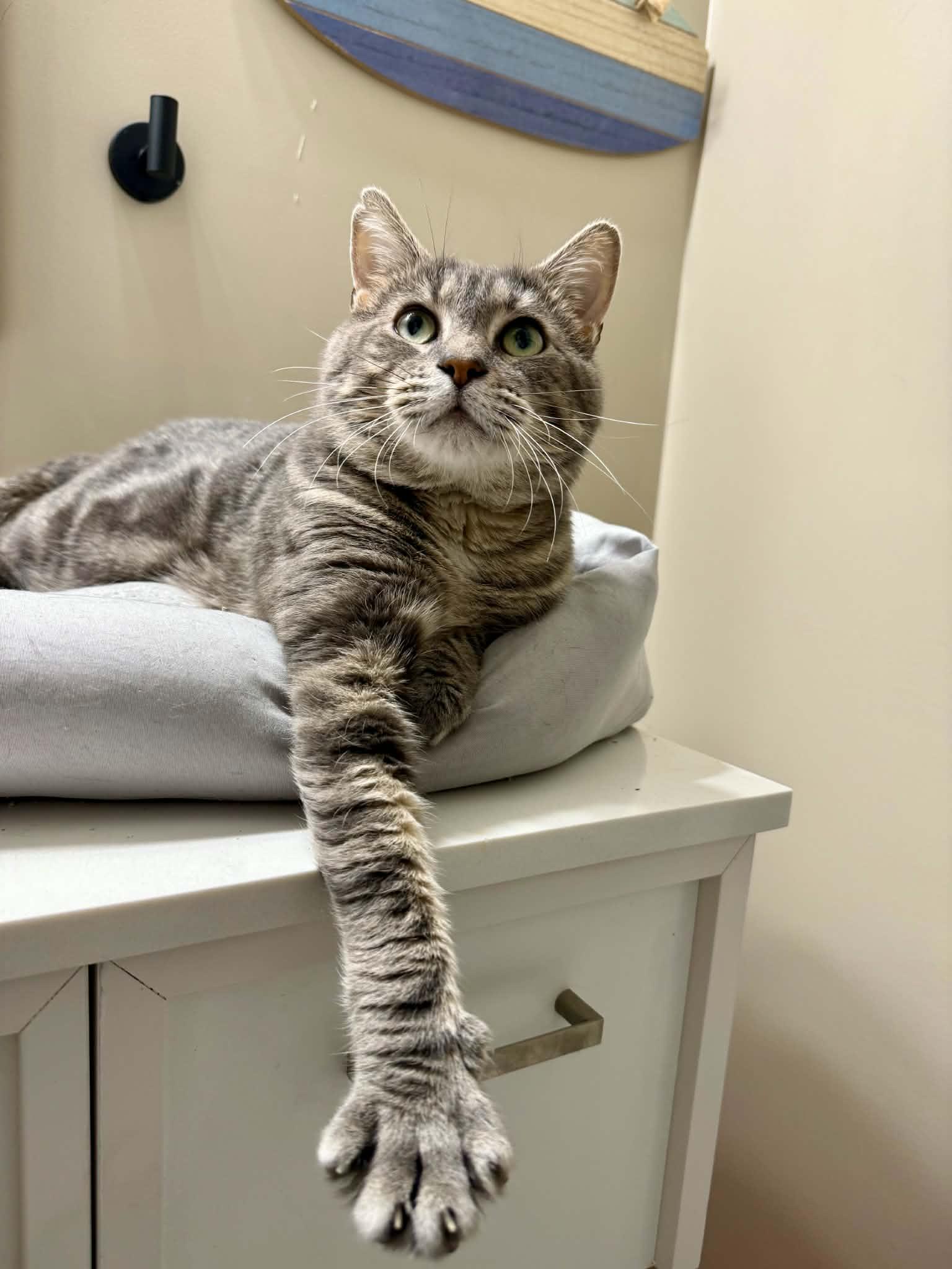 Enlarge Dusty, a Adoptable mixed breed in Kenosha , WI image 1/1