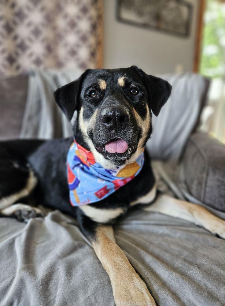 Margot, an adoptable Rottweiler, German Shepherd Dog in Sioux Falls, SD, 57109 | Photo Image 1