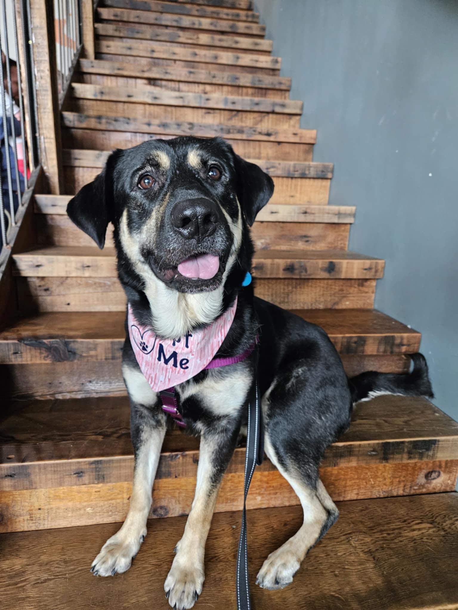 Margot, an adoptable Rottweiler, German Shepherd Dog in Sioux Falls, SD, 57109 | Photo Image 2