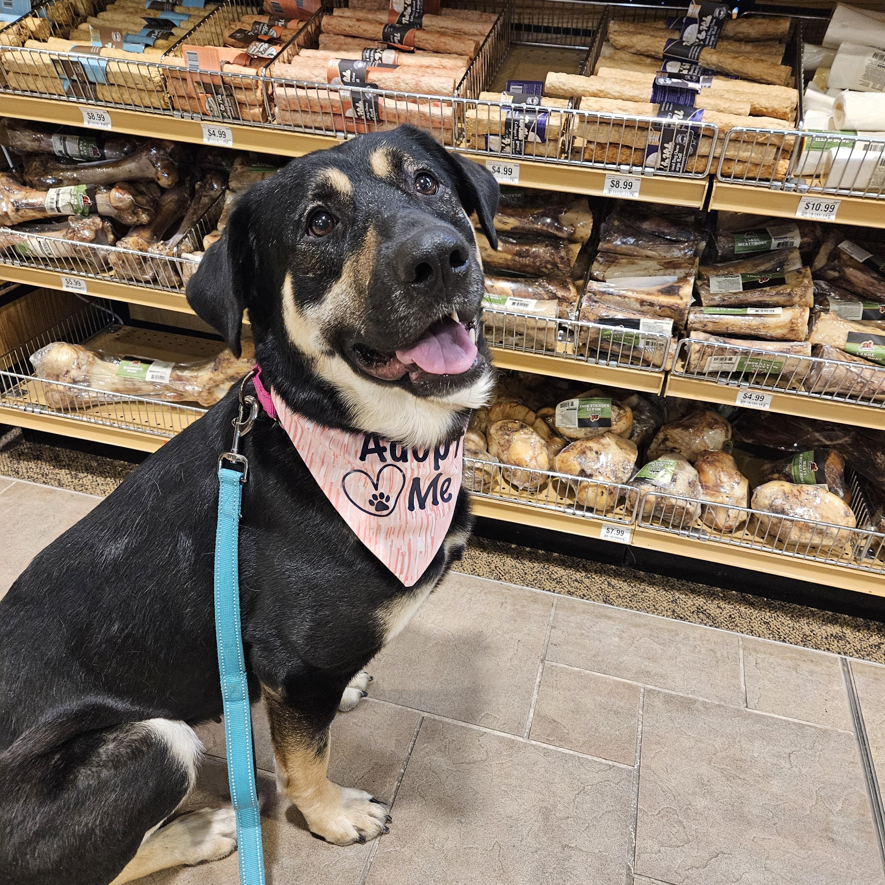 Margot, an adoptable Rottweiler, German Shepherd Dog in Sioux Falls, SD, 57109 | Photo Image 3