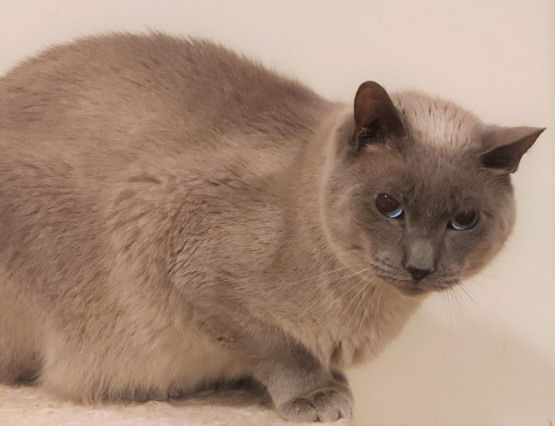 BARN CATS - EXCELLENT FOR MOUSING (SMALL DONATION), a Adoptable Siamese in Danbury, CT image 2/3