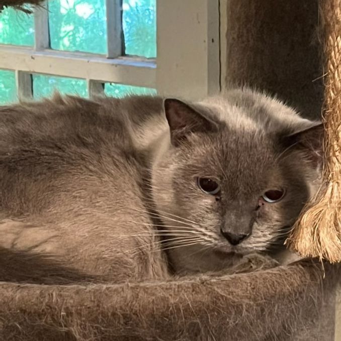 BARN CATS - EXCELLENT FOR MOUSING (SMALL DONATION), a Adoptable Siamese in Danbury, CT image 3/3