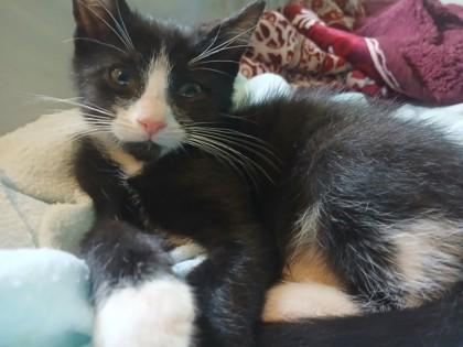 Baby Shark - Available in Foster photo