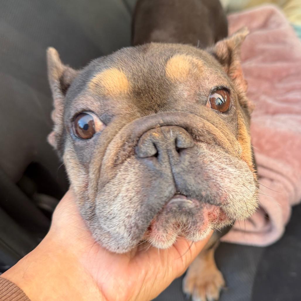 Enlarge Mini Pea, a Adoptable French Bulldog in San Mateo, CA image 1/1