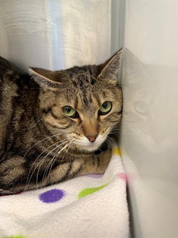 Enlarge FLUFFY SOX, a Adoptable Domestic Short Hair in Brighton, CO image 1/1
