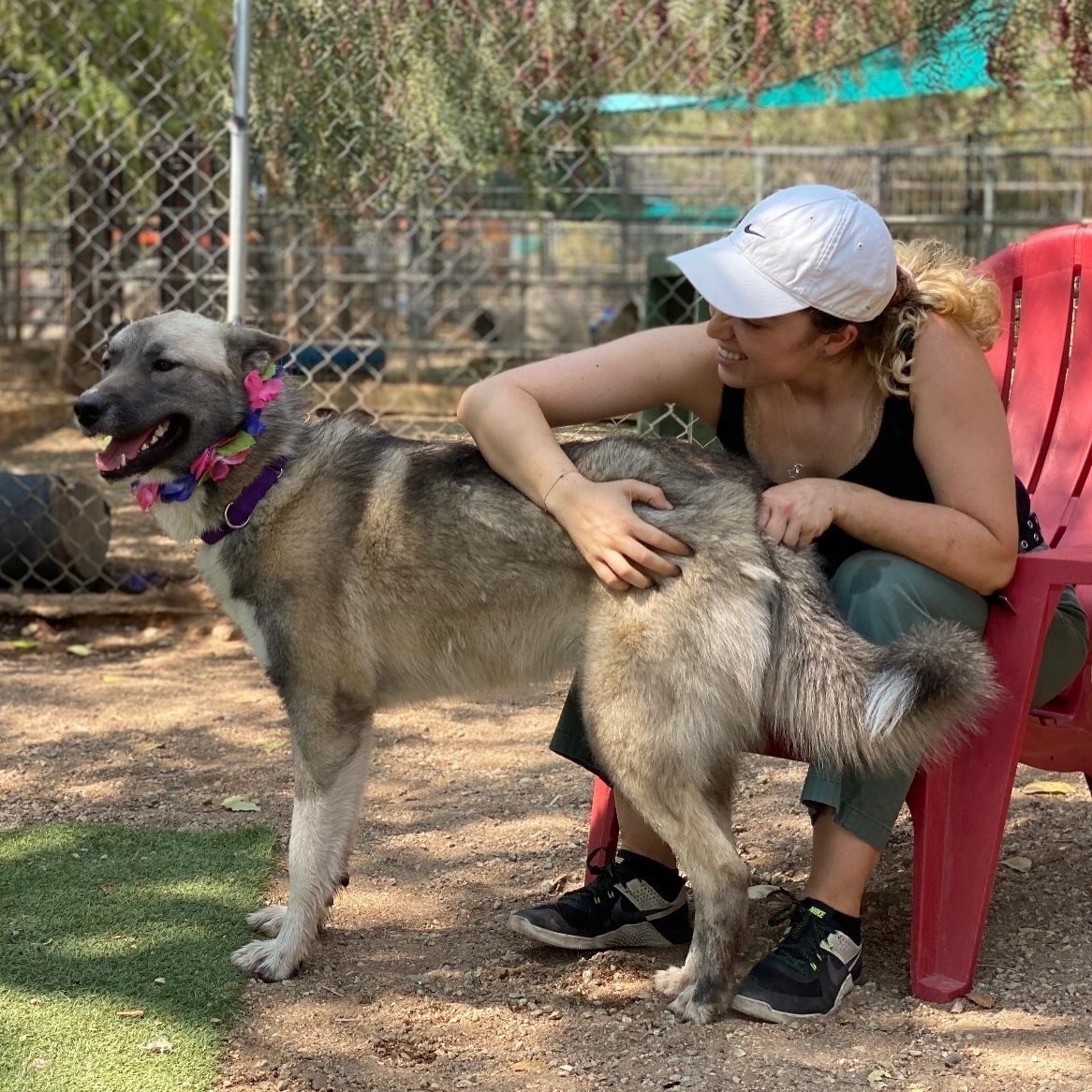 SAMANTHA BEE, Adoptable, Young Female Belgian Shepherd / Sheepdog & Shepherd.