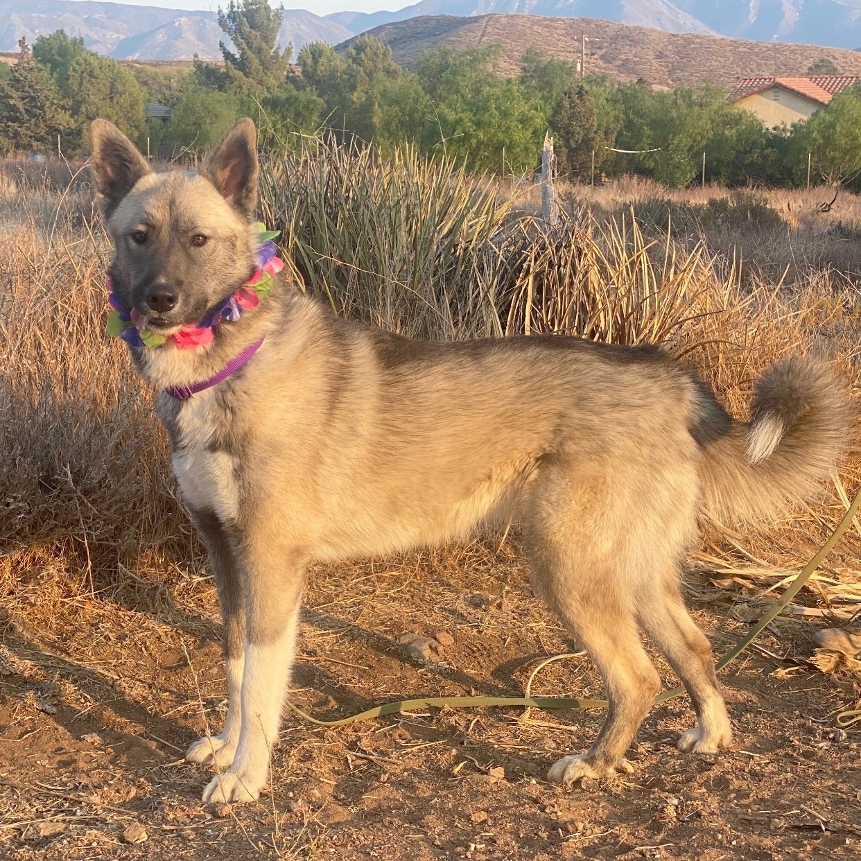 SAMANTHA BEE, a Adoptable mixed breed in Acton, CA image 2/10