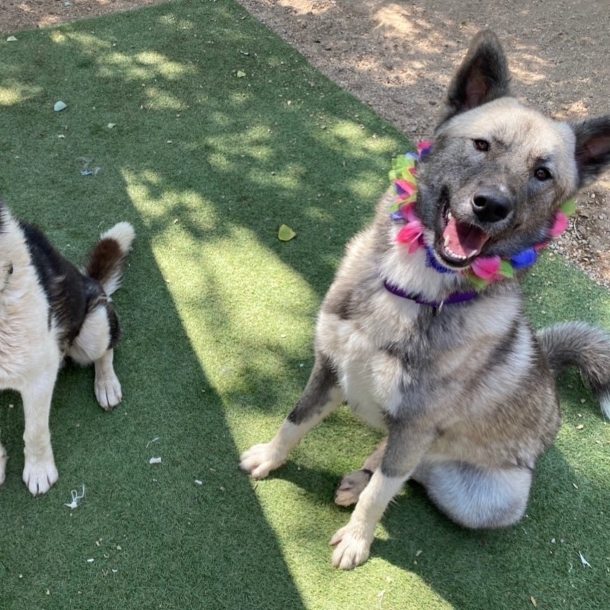 SAMANTHA BEE, a Adoptable mixed breed in Acton, CA image 3/10