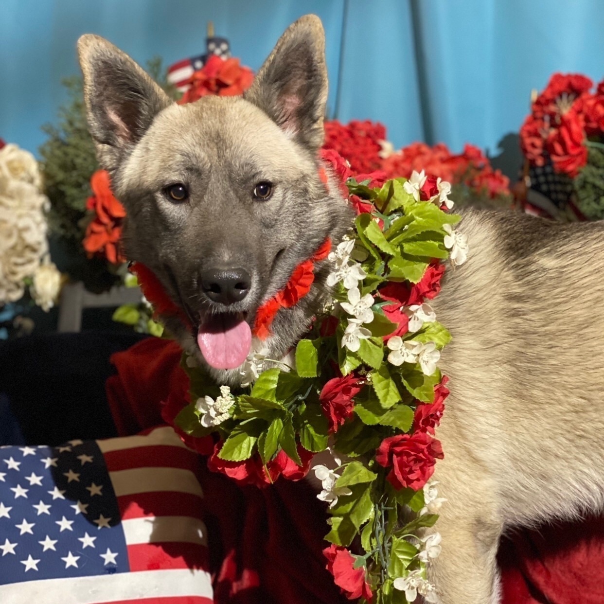SAMANTHA BEE, a Adoptable mixed breed in Acton, CA image 4/10