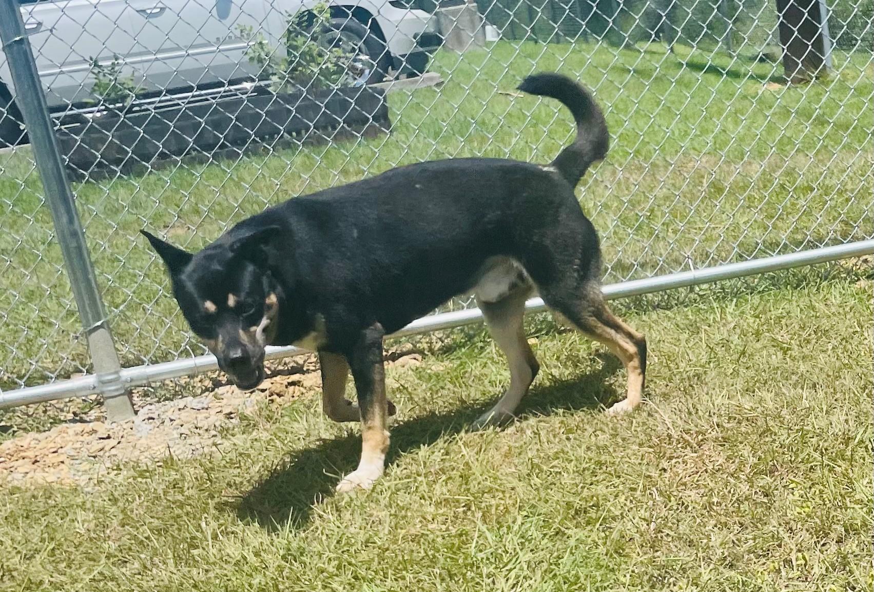 Enlarge Ludo, a Adoptable mixed breed in Seabrook, TX image 1/6