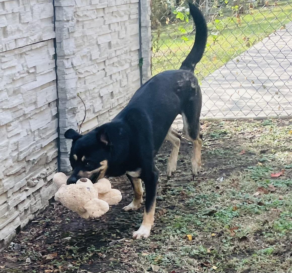 Enlarge Ludo, a Adoptable mixed breed in Seabrook, TX image 2/6